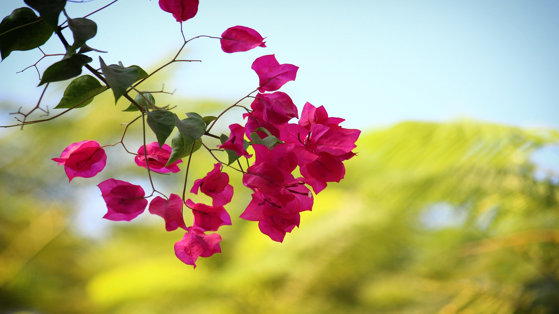 beautiful branch and flowers of bougainvillea tree